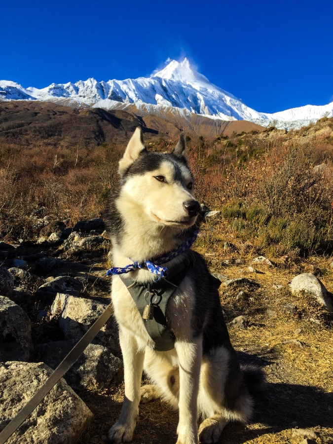 dog and manaslu peak
